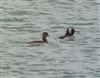 Photo of Slavonian Grebe at Langstone Harbour, Hampshire. Taken by Jason Crook on 10th March 2026.