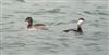 Photo of Slavonian Grebe at Langstone Harbour, Hampshire. Taken by Jason Crook on 10th March 2026.