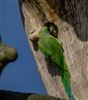 Photo of Ring-necked Parakeet at Testwood Lakes, Hampshire. Taken by Andy Tew on 15th March 2026.