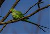 Photo of Ring-necked Parakeet at Testwood Lakes, Hampshire. Taken by Andy Tew on 15th March 2026.