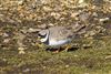 Photo of Ringed Plover at Normandy Marsh/Lagoon, Hampshire. Taken by Andy Tew on 14th March 2026.