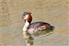 Photo of Great Crested Grebe at Hill Head, Hampshire. Taken by Glyn Hiscock on 17th March 2026.