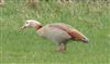 Photo of Egyptian Goose at Selborne, Hampshire. Taken by Ben Cornmell on 13th March 2026.