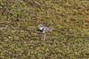 Photo of Little Ringed Plover at Blashford Lakes - Ibsley Water, Hampshire. Taken by Andy Tew on 20th March 2026.