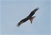 Photo of Red Kite at Everton, Hampshire. Taken by Tomasz Doron on 21st March 2026.