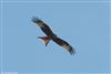 Photo of Red Kite at Everton, Hampshire. Taken by Tomasz Doron on 21st March 2026.