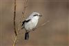 Photo of Great Grey Shrike at Pig Bush, NF, Hampshire. Taken by Andy Tew on 2nd March 2026.