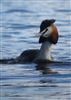 Photo of Great Crested Grebe at Fleet Pond, Hampshire. Taken by Ben Hayward on 28th February 2026.