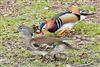 Photo of Mandarin Duck at Cadmans Pool, NF, Hampshire. Taken by John Coates on 24th March 2026.