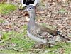 Photo of Mandarin Duck at Cadmans Pool, NF, Hampshire. Taken by John Coates on 24th March 2026.