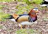 Photo of Mandarin Duck at Cadmans Pool, NF, Hampshire. Taken by John Coates on 24th March 2026.