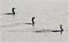 Photo of Cormorant at Avon Flood, Keyhaven, Hampshire. Taken by John Coates on 19th March 2026.