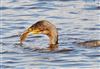 Photo of Cormorant at Avon Flood, Keyhaven, Hampshire. Taken by John Coates on 19th March 2026.