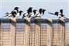 Photo of Magpie at Hayling Island, Sandy Point NR, Hampshire. Taken by Andy Johnson on 19th March 2026.