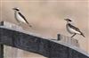Photo of Wheatear at Hayling Island, Sandy Point outside NR, Hampshire. Taken by Andy Johnson on 20th March 2026.