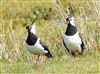 Photo of Lapwing at Lower Pennington Lane, Hampshire. Taken by John Coates on 20th March 2026.