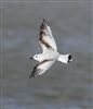 Photo of Little Gull at Titchfield Haven, Hampshire. Taken by Mark Francis on 25th March 2026.