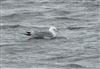 Photo of Kittiwake at Blashford Lakes - Ibsley Water, Hampshire. Taken by Tomasz Doron on 28th March 2026.
