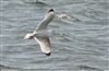 Photo of Kittiwake at Blashford Lakes - Ibsley Water, Hampshire. Taken by Tomasz Doron on 28th March 2026.