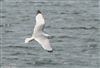 Photo of Kittiwake at Blashford Lakes - Ibsley Water, Hampshire. Taken by Tomasz Doron on 28th March 2026.