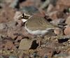 Photo of Little Ringed Plover at Eastleigh  Railway Yard, Hampshire. Taken by Mark Francis on 28th March 2026.
