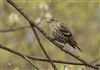 Photo of Siskin at Blashford Lakes - Centre, Hampshire. Taken by Tomasz Doron on 28th March 2026.