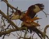 Photo of Red Kite at Oakley, Hampshire. Taken by Andrea Lee on 26th March 2026.