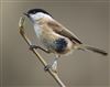 Photo of Marsh Tit at Whiteley Pastures, Hampshire. Taken by Darryl Gorman on 29th March 2026.