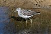 Photo of Greenshank at Normandy Marsh/Lagoon, Hampshire. Taken by Andy Tew on 28th March 2026.