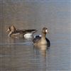 Photo of Greater White-fronted Goose at Keyhaven, Lower Balancing Pond, Hampshire. Taken by Paul Winter on 3rd March 2026.