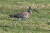 Photo of Curlew at Normandy Marsh/Lagoon, Hampshire. Taken by Andy Tew on 4th March 2026.