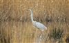 Photo of Great White Egret at Fleet Pond, Hampshire. Taken by Ben Hayward on 28th February 2026.
