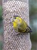 Photo of Siskin at Rownhams, Hampshire. Taken by Paul Winter on 6th March 2026.
