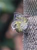 Photo of Siskin at Rownhams, Hampshire. Taken by Paul Winter on 6th March 2026.
