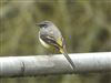 Photo of Grey Wagtail at Woodgreen, Hampshire. Taken by Thomas Coldwell on 7th March 2026.