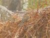 Photo of Song Thrush at Islands Thorns Inclosure, Hampshire. Taken by Thomas Coldwell on 8th March 2026.