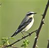 Photo of Wheatear at Lower Test Marshes, Hampshire. Taken by Steve Clemons on 9th April 2026.