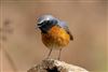 Photo of Redstart at Matley Bog, Hampshire. Taken by Andy Tew on 10th April 2026.