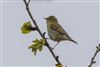 Photo of Willow Warbler at Pig Bush, NF, Hampshire. Taken by Andy Tew on 10th April 2026.