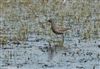 Photo of Spotted Redshank at Lower Pennington Lane, Hampshire. Taken by Tomasz Doron on 11th April 2026.