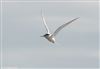 Photo of Little Tern at Normandy Marsh/Lagoon, Hampshire. Taken by Tomasz Doron on 11th April 2026.