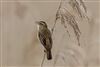Photo of Sedge Warbler at Fishlake Meadows, Hampshire. Taken by Andy Tew on 14th April 2026.