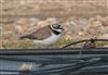 Photo of Little Ringed Plover at Everton, Hampshire. Taken by Tomasz Doron on 15th April 2026.