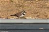 Photo of Little Ringed Plover at Everton, Hampshire. Taken by Tomasz Doron on 15th April 2026.