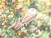 Photo of Common Whitethroat at Lower Pennington Lane, Hampshire. Taken by Michael Lomax on 17th April 2026.