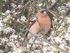 Photo of Chaffinch at Jetty Lagoon, Pennington, Hampshire. Taken by Michael Lomax on 17th April 2026.
