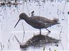 Photo of Spotted Redshank at Lower Pennington Lane, Hampshire. Taken by Michael Lomax on 17th April 2026.