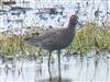 Photo of Spotted Redshank at Lower Pennington Lane, Hampshire. Taken by Michael Lomax on 17th April 2026.