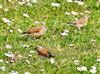 Photo of Linnet at Lower Pennington Lane, Hampshire. Taken by John Coates on 16th April 2026.