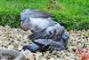 Photo of Stock Dove at Ringwood, Hampshire. Taken by John Coates on 17th April 2026.